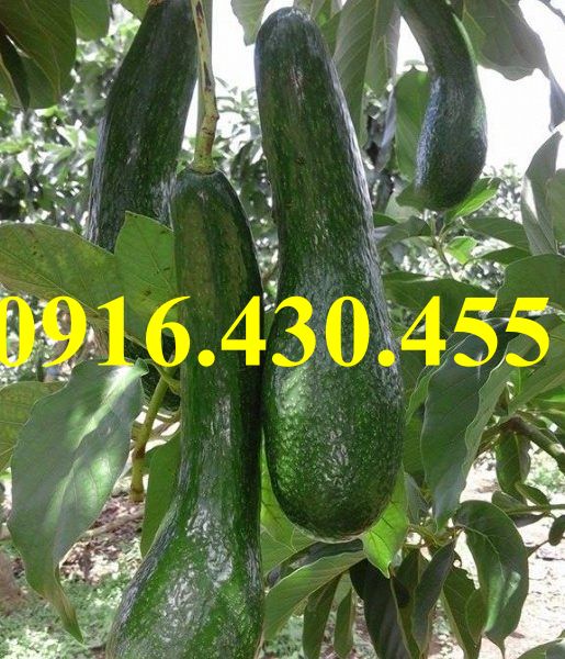 Cây giống bơ 034
